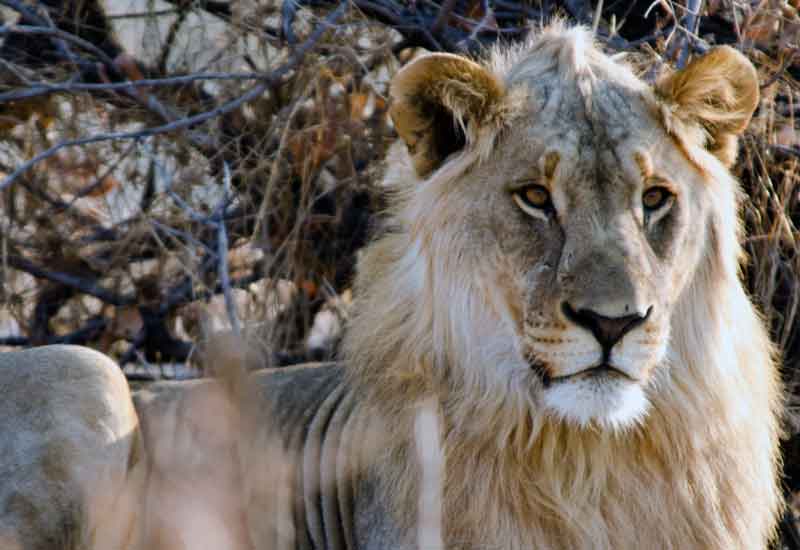04 - Namibia - leon - parque nacional de Etosha